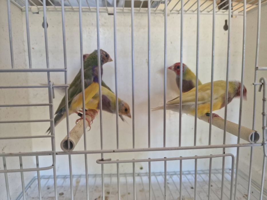 Diamantes de Gould