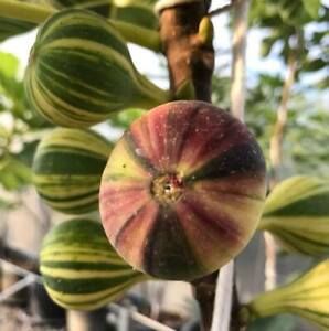 Planta FIGUEIRA TIGRADA - SUPER DOCE - Apenas envios