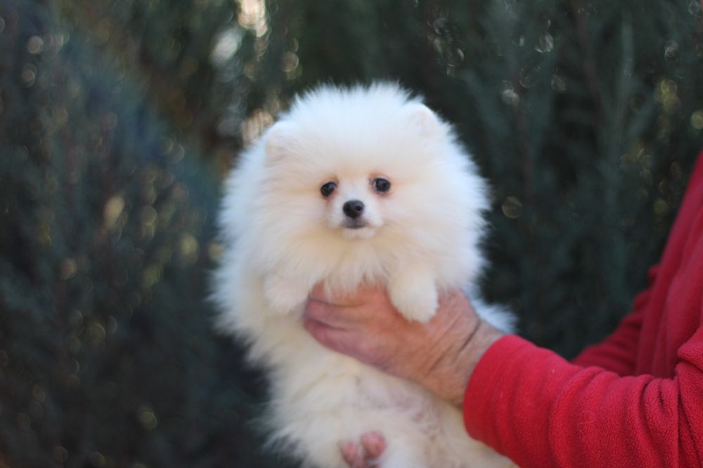 Беленькая куколка померанский шпиц