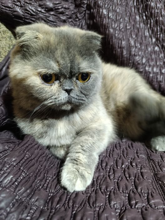 Шотландская голубо-кремовая скоттиш фолд