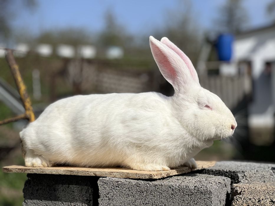 Продам кроликів Фландр