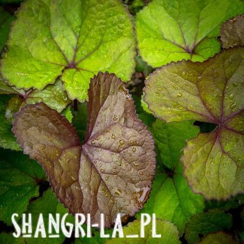 Języczka pomarańczowa (Ligularia dentata) - Midnight Lady