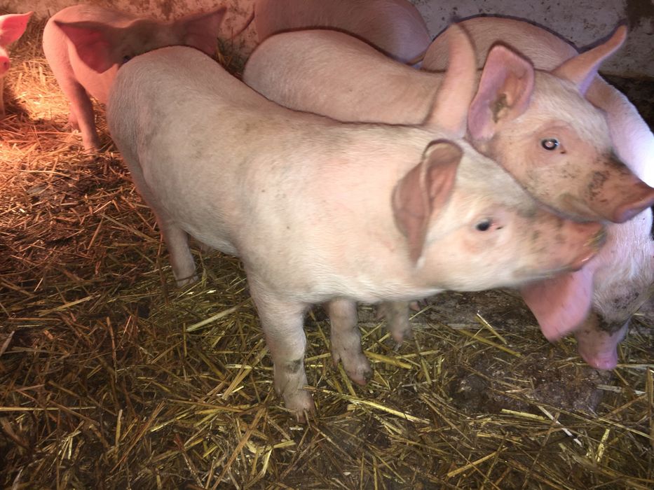 Продам поросят м‘ясного напрямку