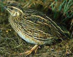 Przepiórka kurka Nioska