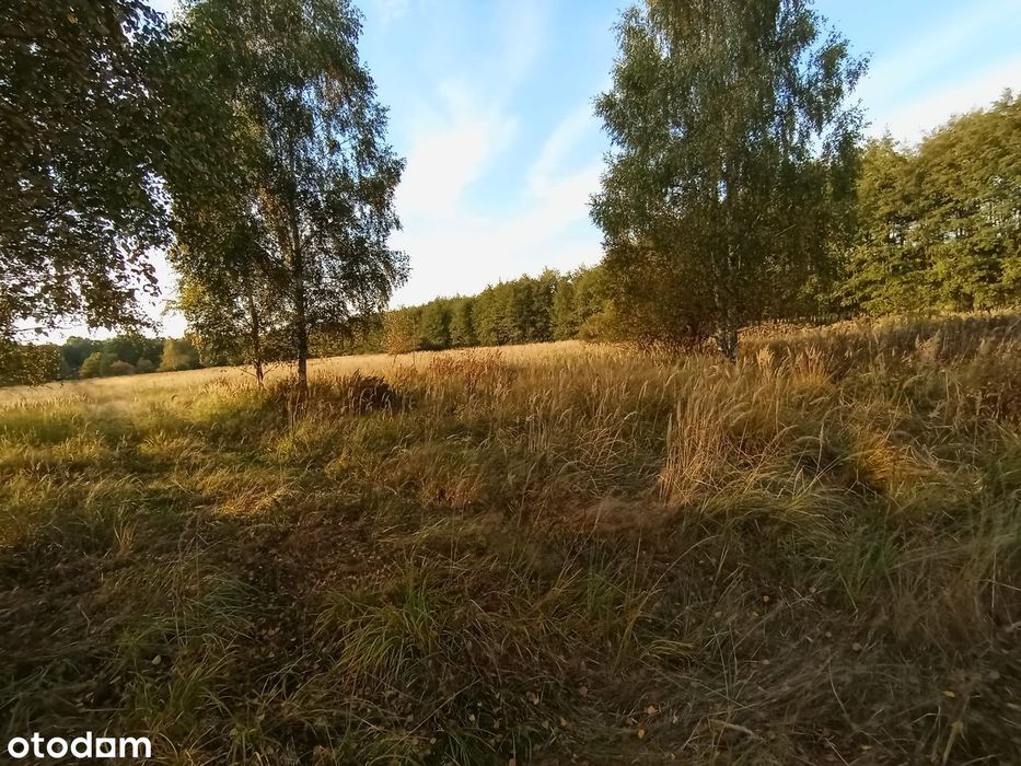 Wyjątkowa polana w sercu lasu - Widok 3