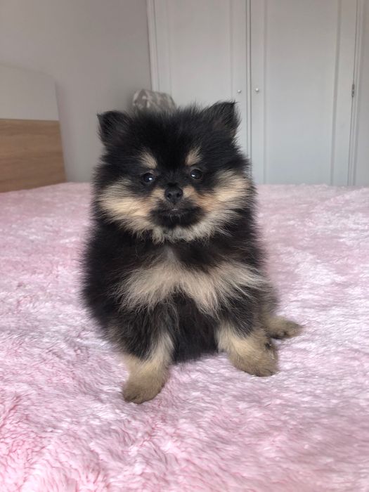 Macho Lulu da Pomerânia Mini
