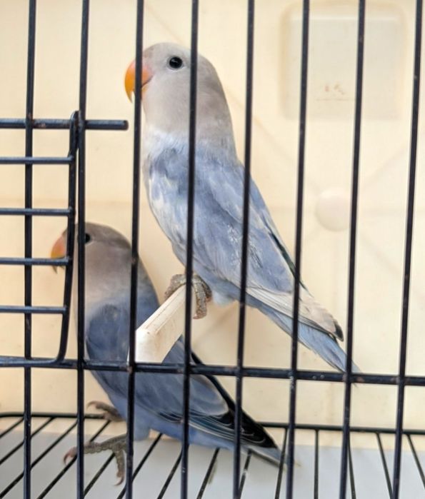 Agapornis roseicollis - casais