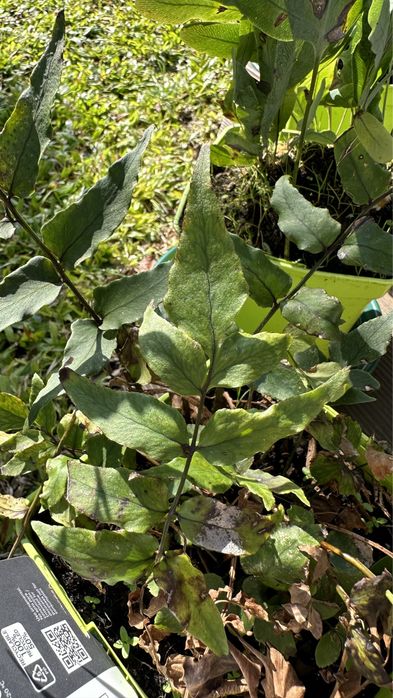 Feto/ Samambaia Cyrtomium fortunei
