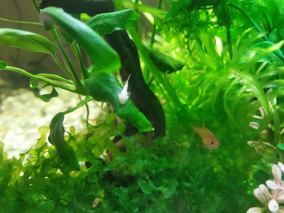Ancistrus disponiveis