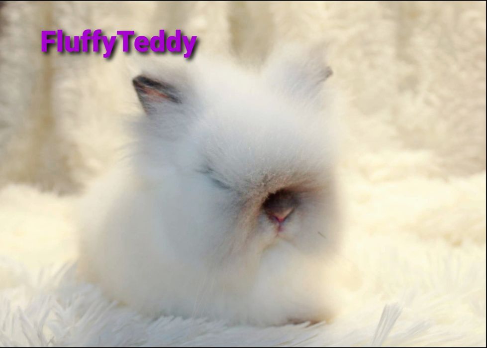 Karzełek Fluffy Teddy puchaty miś