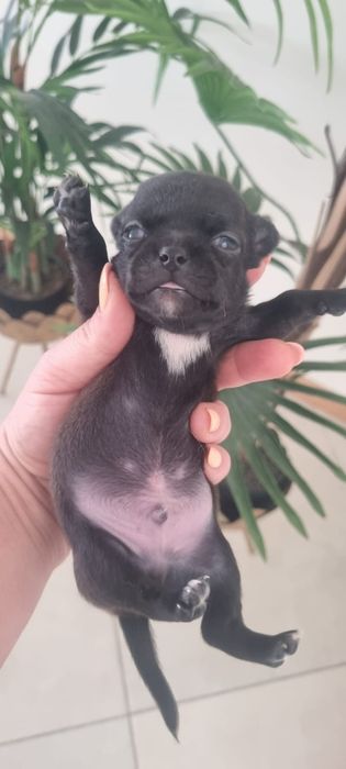 Chihuahua mini focinho curto