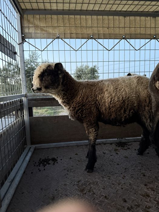 Borrego macho P3 Puro e ovelha cruzada