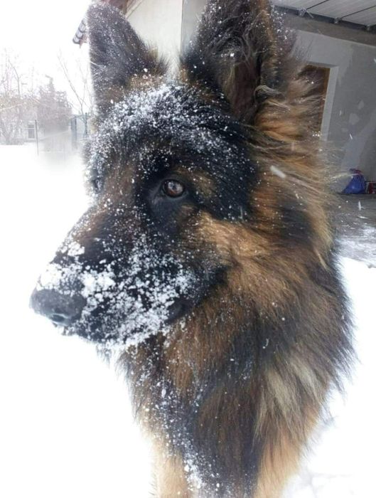 Sunia owczarek niemiecki zaginęła Flama poszukiwana w całej Polsce
