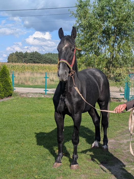 Koń śląski ogier