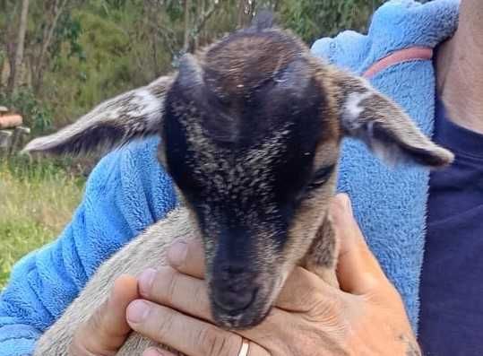 Cabras anãs meiguinhas e mansas