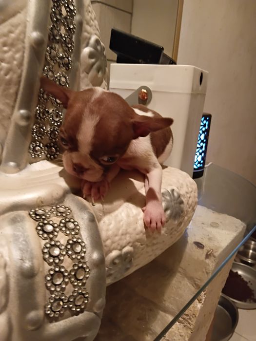 Exelente macho Boston terrier