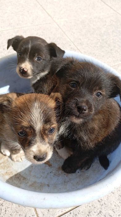 cães filhotes fofos