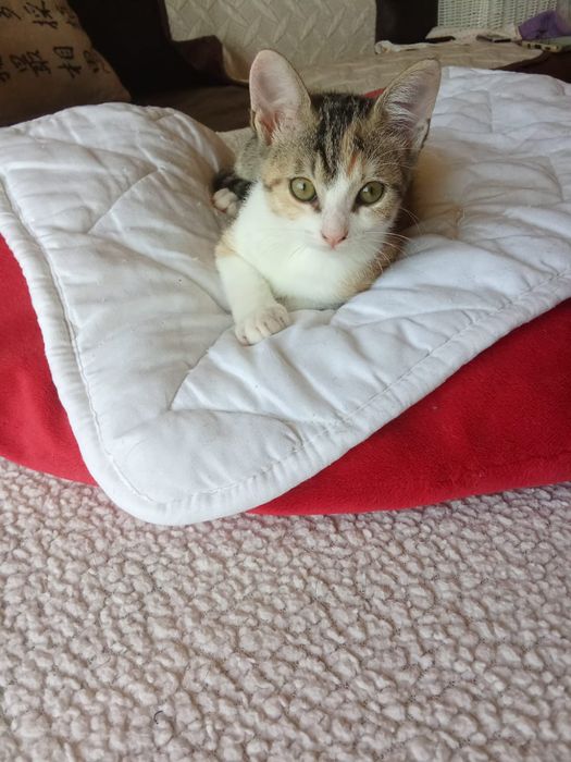 Izzy, para adoção