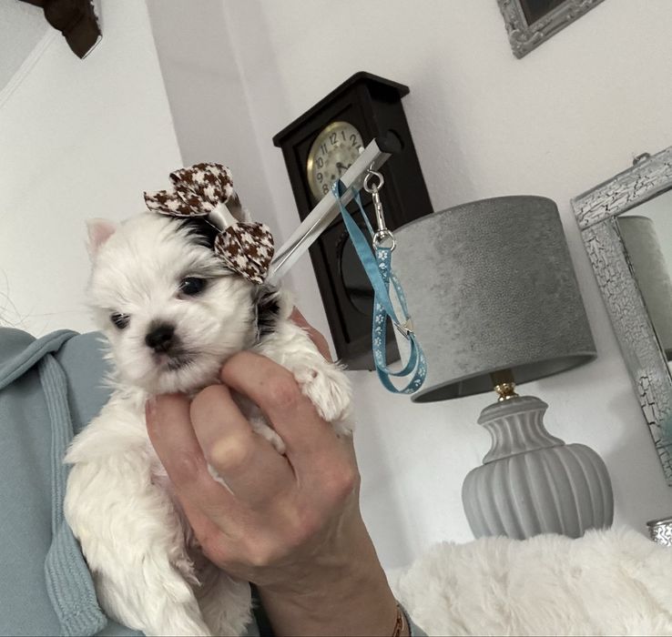 Yorkshire Terrier Biewer