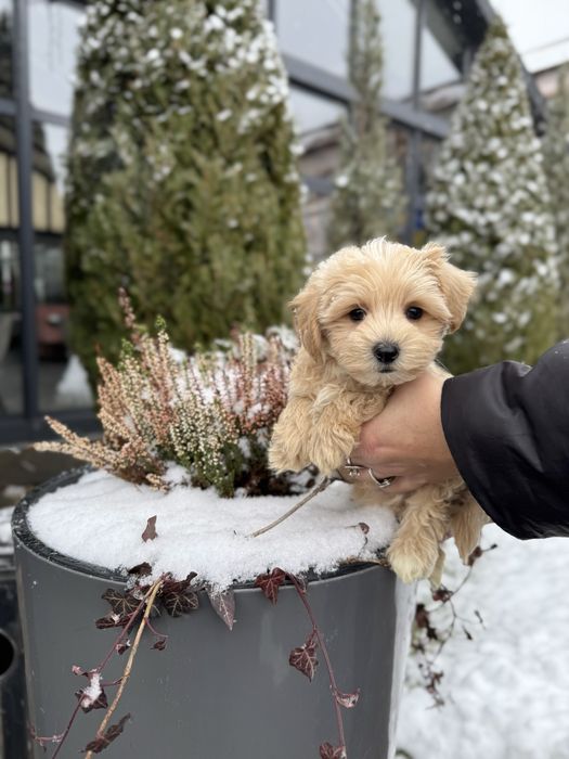 Мальтипу Ф1/Ф2 (мікро, міні, стандарт)