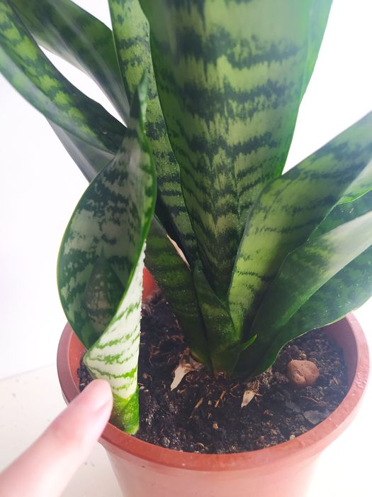 Вазон домашній, кімнаті рослин