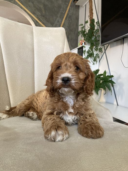 Cockapoo f1 suczka
