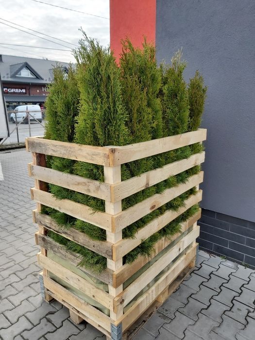 Tuja,thuja,tuje,thuje  szmaragd 140-150cm-20szt