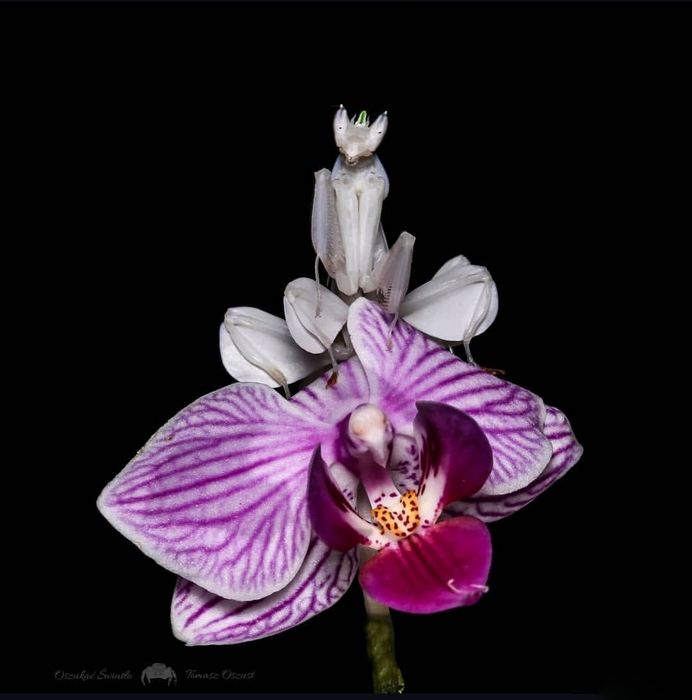 Hymenopus coronatus L2 Katowice Załęże • OLX.pl