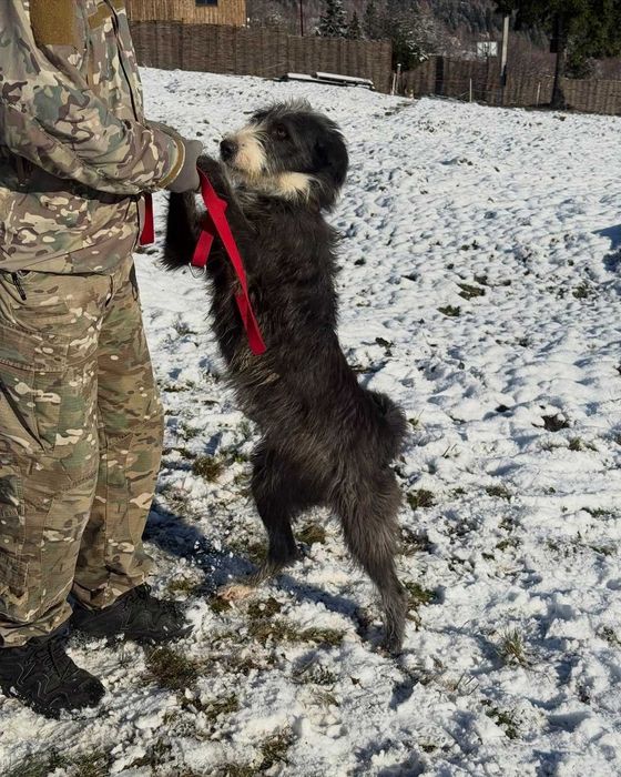 Діна, метис, шукає дім | Центр адопції Зачин