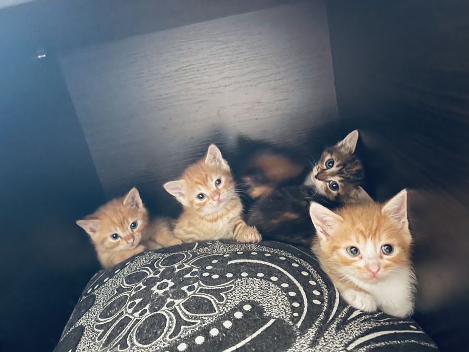 Кошенята шукають власника