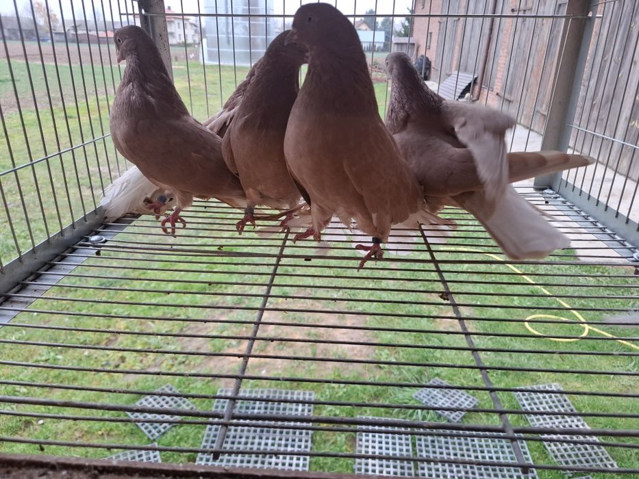 Gołębie Szaryki Żółte