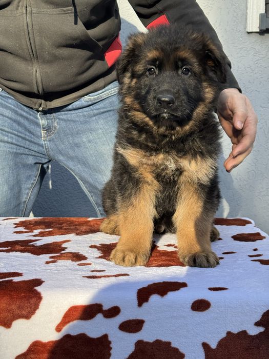 Owczarek niemiecki długowłosy fci