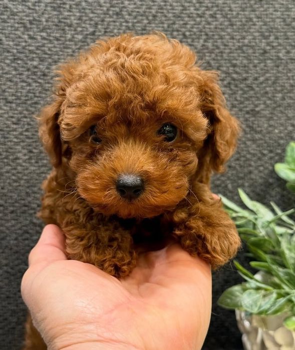 Найкращі хлопці той пудель