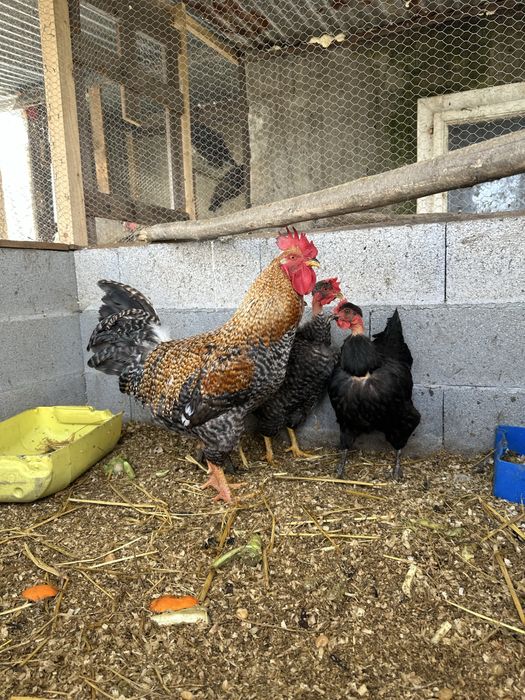 Vendo galinhas a por