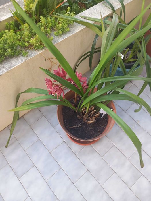 Vaso de orquidea vermelha