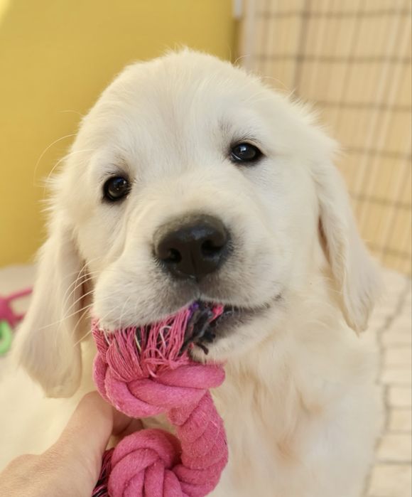 Golden Retriever fêmea com LOP