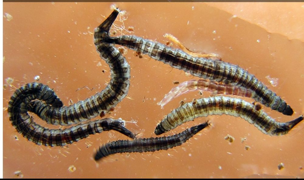 Larvas de Psychodas e moscas  Comida Viva natural