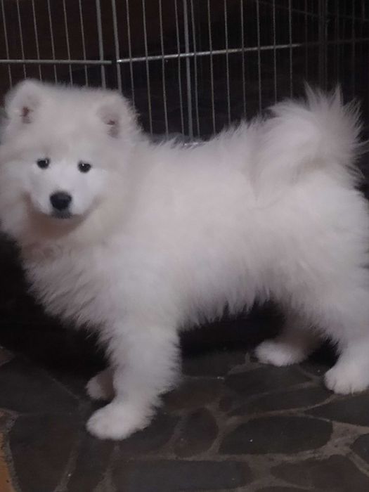 Samoyed samojed Związek kynologiczny FCI piesek