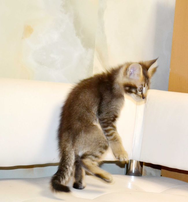 Маленькая рысь! Крупные котята чаузи!