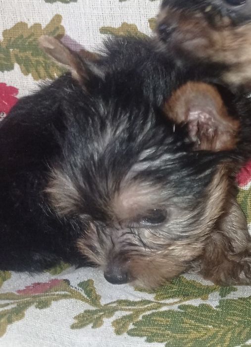 Чистокровные девочки йорка мини и мелкий стандарт