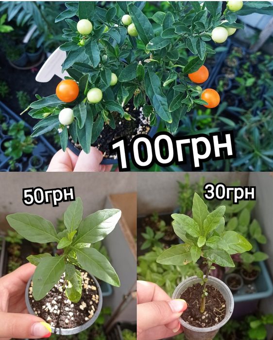 Паслён солянум, иерусалимская вишня