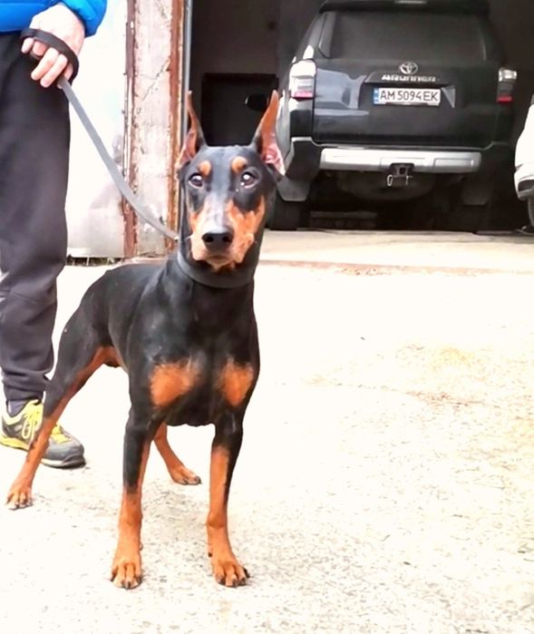 Щенята немецкого пинчера открыт резерв