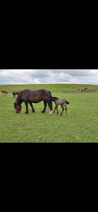 Ogierek zimnokrwisty