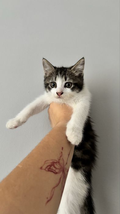 Котики 1,5 місяці