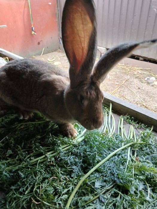 Бельгійський фландр