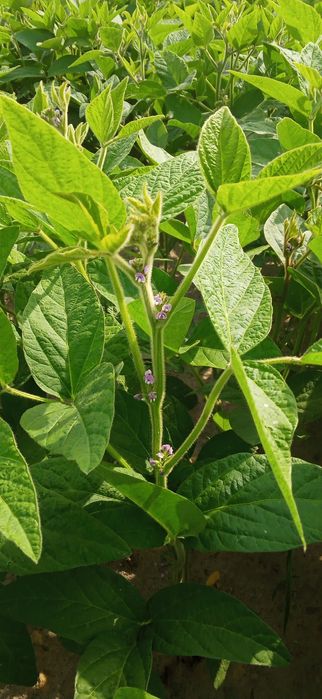 Sprzedam ziarno soi, soja