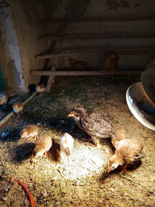 Perliczki i kurczęta bazanty młode