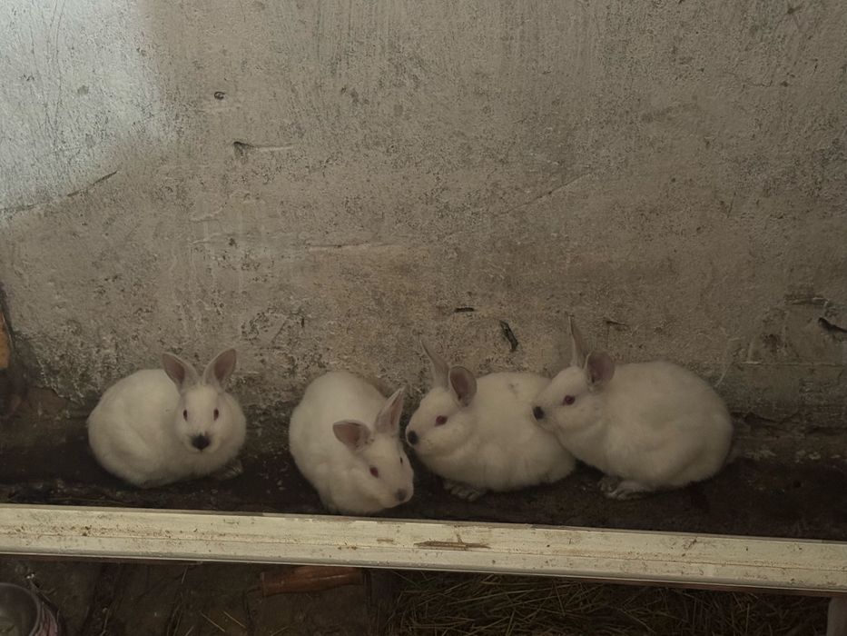 Кролі, Молодняк кролів, помісь білого велетня та каліфорнійця