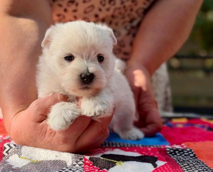 West highland white terrier