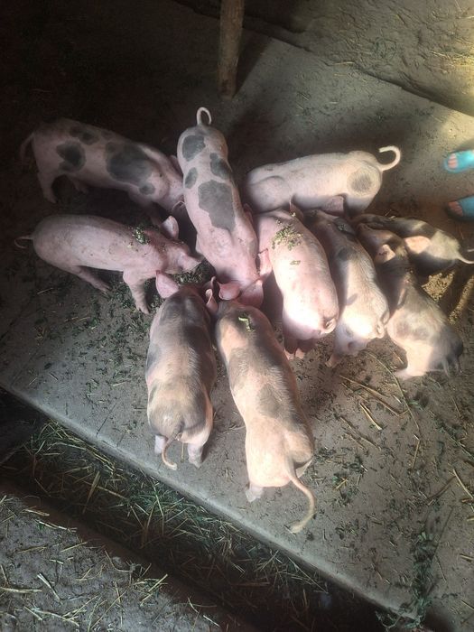 Продам  поросята